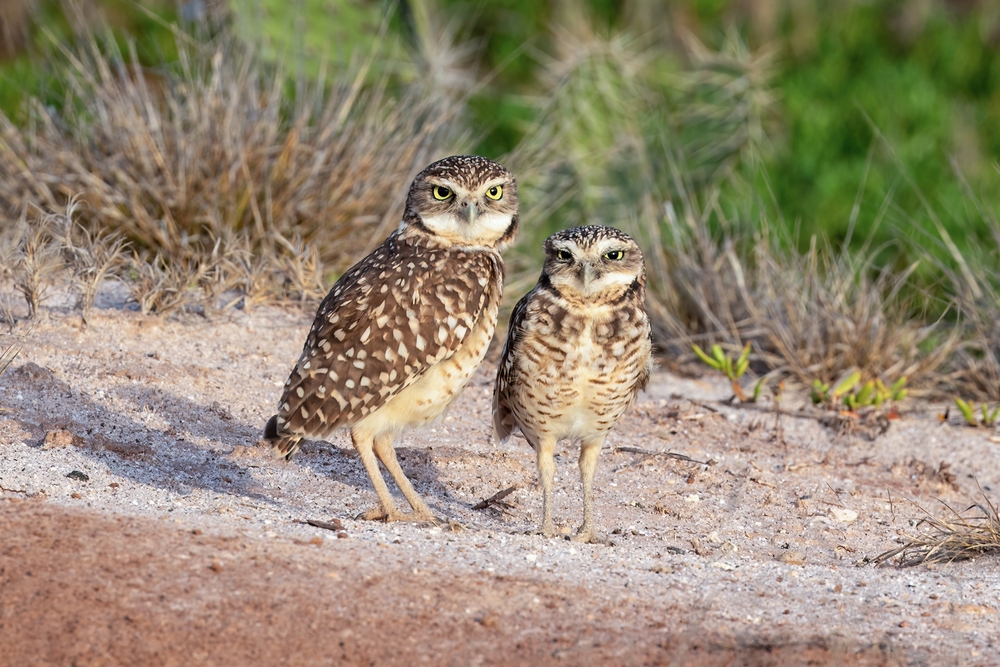 Birds of Aruba: the burrowing owl